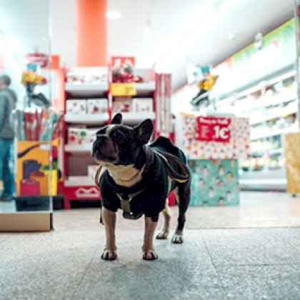 Supermarket, Pet Shop